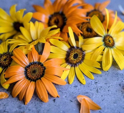 African Daisy - Dimorphotheca - Glandular Cape Marigold Orange 